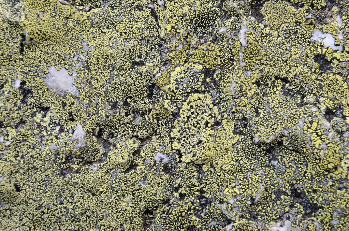 39 Lichen Covered Rock On Yukness Ledges Trail Near Lake O-Hara